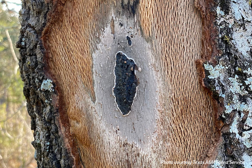 Cost share program increased to combat oak wilt spread Texas A&M Forest Service is increasing the Texas Oak Wilt Cost Share program to provide more financial and technical assistance to private landowners in combating the spread of oak wilt.