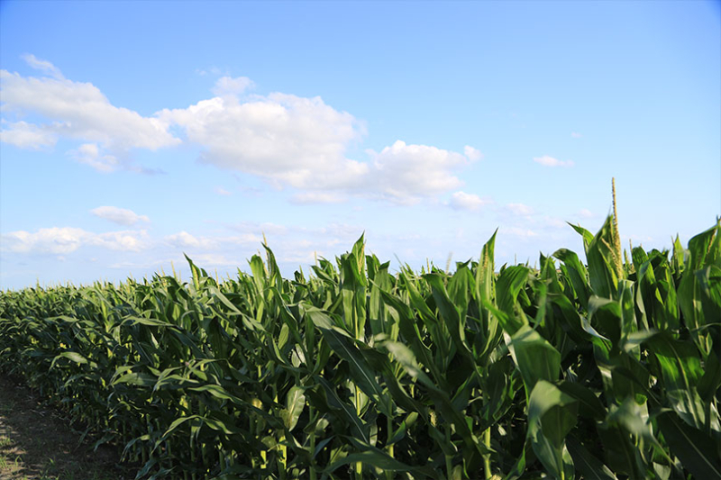 USDA gearing up for next Census of Agriculture USDA is gearing up for the 2027 Census of Agriculture. Farmers and ranchers may have already received information in the mail from USDA.