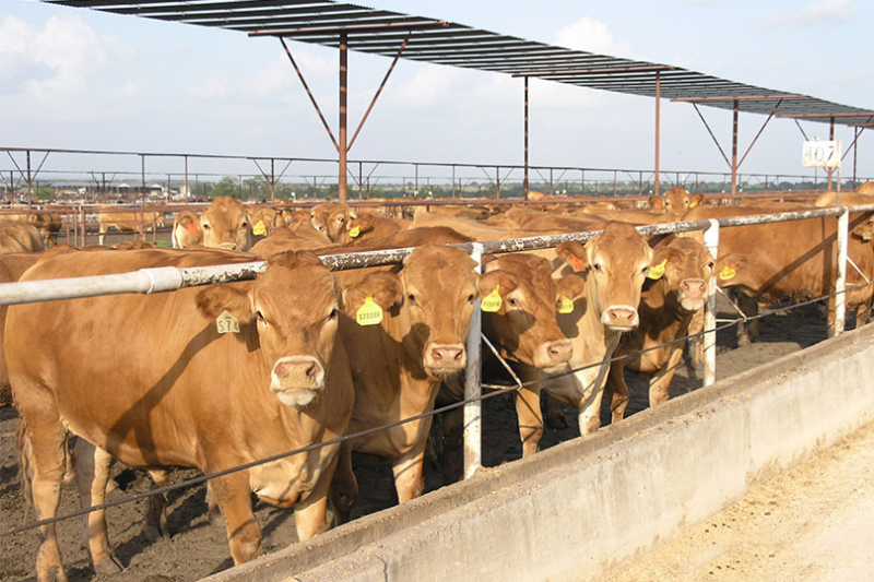 Beef production to fall, demand keeps prices strong U.S. beef production is forecast to fall once again in 2026.