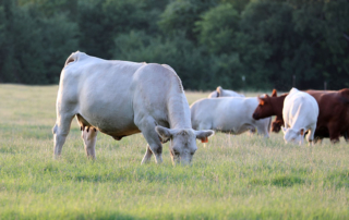 OTC Ivermectin approved for emergency use against screwworm FDA has issued an Emergency Use Authorization for Ivomec, giving cattle ranchers an over-the-counter tool to help prevent New World screwworm.