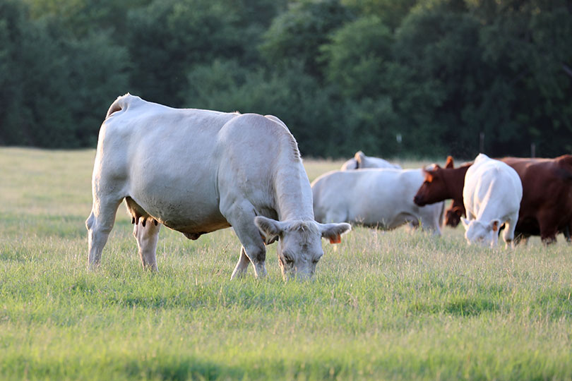 OTC Ivermectin approved for emergency use against screwworm FDA has issued an Emergency Use Authorization for Ivomec, giving cattle ranchers an over-the-counter tool to help prevent New World screwworm.