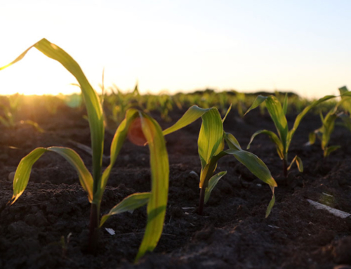 Corn growers ask for update on fertilizer investigation