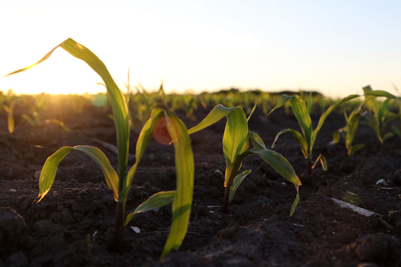 Corn growers ask for update on fertilizer investigation Texas corn farmers are asking for a formal update on the Department of Justice’s investigation into high fertilizer prices and consolidation in that industry.