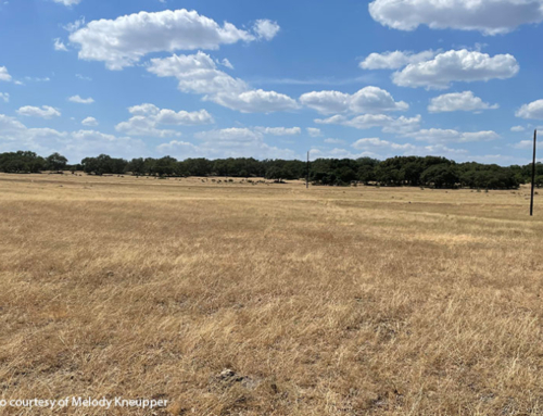 USDA issues final 2023, 2024 livestock relief payments