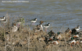 USFWS announces review of refuges and hatcheries U.S. Fish and Wildlife Service launched a comprehensive review of the National Wildlife Refuge and Fish Hatchery Systems.