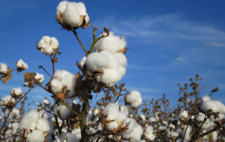 Buying American Cotton Act to boost demand for U.S.-grown cotton Proposed federal legislation could strengthen demand for U.S.-grown cotton and support rural communities that rely on the crop.