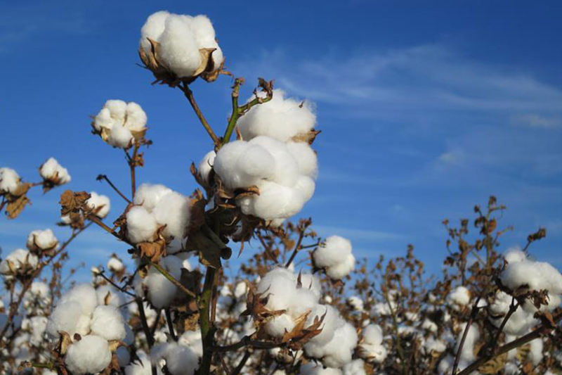 Buying American Cotton Act to boost demand for U.S.-grown cotton Proposed federal legislation could strengthen demand for U.S.-grown cotton and support rural communities that rely on the crop.
