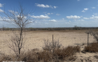 Dry conditions tighten hay supplies across Texas Persistent dry conditions across much of the state and limited rainfall in the forecast have ranchers concerned about hay supplies, grazing conditions and forage production this year.