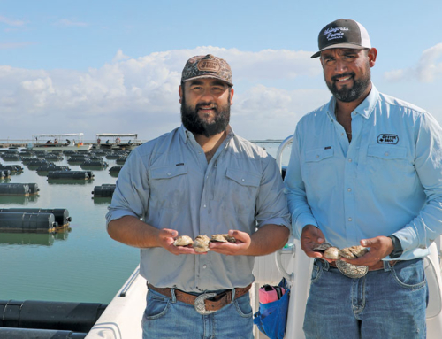Aparicio brothers chart new waters with oyster farming in Texas