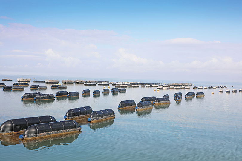 Aparicio brothers chart new waters with oyster mariculture Brothers David and Jacob Aparicio are charting new waters as pioneers in Texas oyster mariculture.
