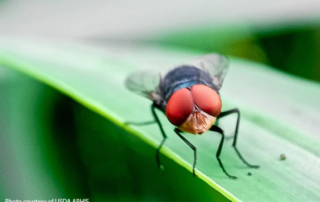 USDA awards contract for sterile fly production facility USDA announced a construction contract with Mortenson Construction to build a new sterile fly production facility at Moore Air Base in Edinburg.