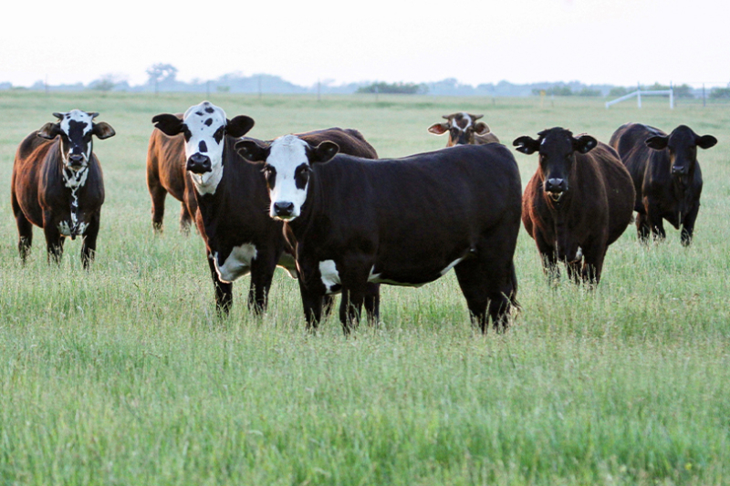 CattleFax forecasts continued strong demand, high prices Cattle markets are poised for another strong year in 2026 as historically tight cattle supplies meet strong beef demand.