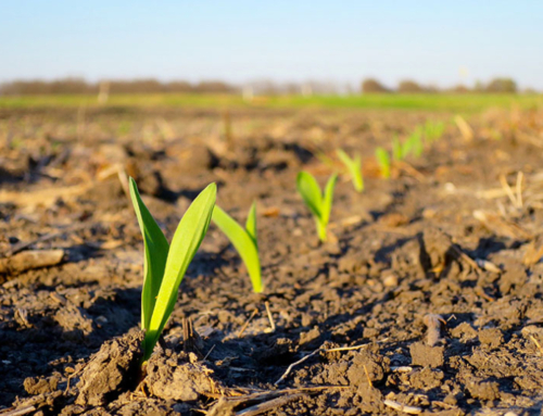 Global tensions threaten fertilizer supply chain