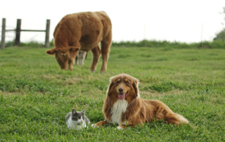 New World screwworm poses risks for humans, pets New World screwworm is known for the devastating damage it can cause livestock and wildlife, the parasite can also pose serious threat to humans and pets.