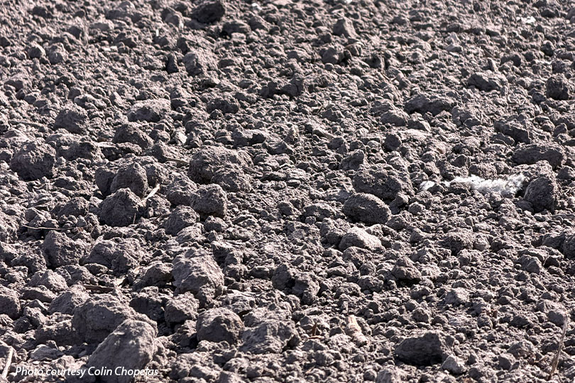 Weather uncertainty, dry conditions shape spring planting outlook Drought conditions persist across Texas and rainfall remains uncertain, but farmers are cautiously optimistic for spring planting.