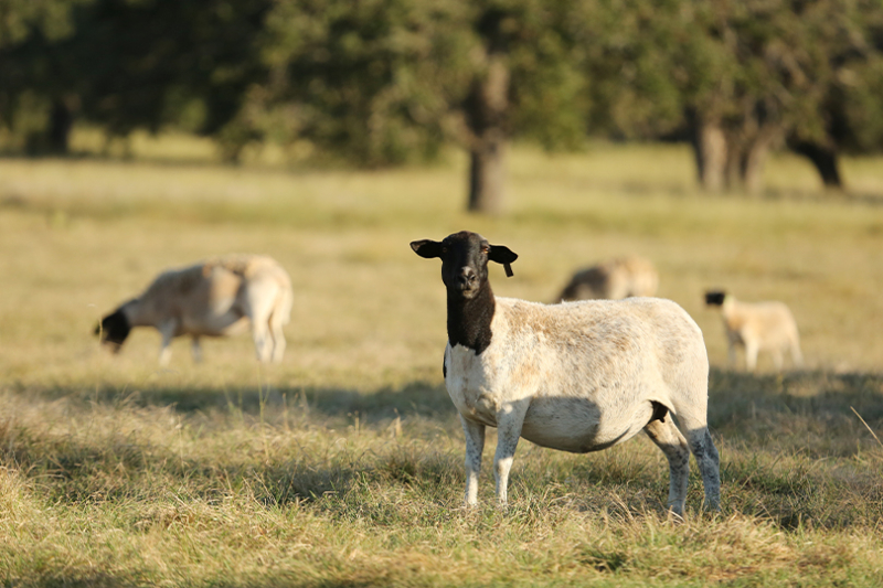 Topical spray approved for emergency use against screwworm FDA issued an Emergency Use Authorization for F10 Antiseptic Wound Spray with Insecticide, a topical spray that may help prevent and treat New World screwworm.