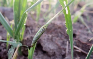 Check for armyworms after rain, mild temperatures Farmers and ranchers are encouraged to scout their fields after spring rains and mild temperatures create favorable conditions for armyworms.