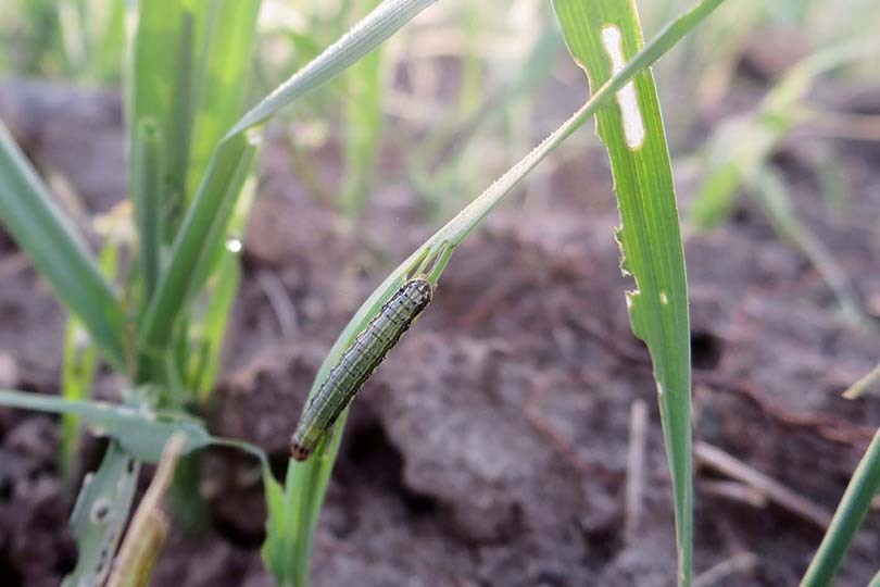 Check for armyworms after rain, mild temperatures Farmers and ranchers are encouraged to scout their fields after spring rains and mild temperatures create favorable conditions for armyworms.