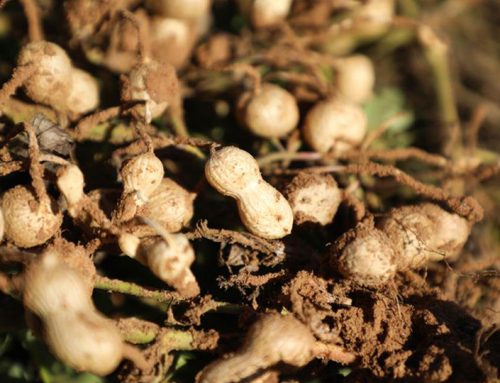 National Peanut Board invests $2.5 million in food allergy research