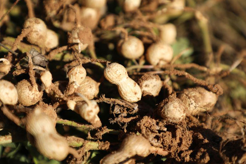 National Peanut Board invests $2.5 million in food allergy research The National Peanut Board is investing $2.5 million in food allergy research.