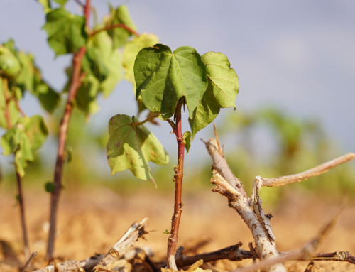 USDA releases second round of disaster relief funds to farmers