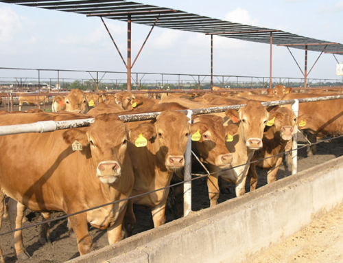 Livestock Consolidation Research Act targets market transparency