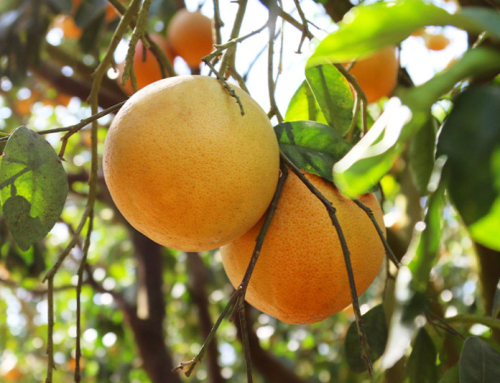 USDA reopens acreage reporting period for specialty crop farmers