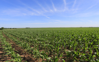 Texas farmers can’t afford rising fertilizer costs Texas farmers are feeling the strain as fertilizer prices, along with other production inputs, continue to rise. And a new survey shows that many farmers can’t afford to purchase enough fertilizer to get them through the year.
