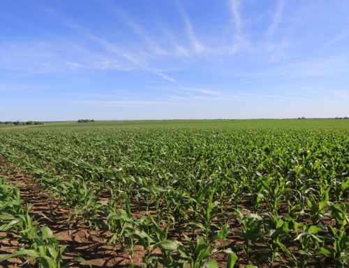 Texas farmers can’t afford rising fertilizer costs