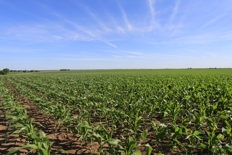 Texas farmers can’t afford rising fertilizer costs Texas farmers are feeling the strain as fertilizer prices, along with other production inputs, continue to rise. And a new survey shows that many farmers can’t afford to purchase enough fertilizer to get them through the year.