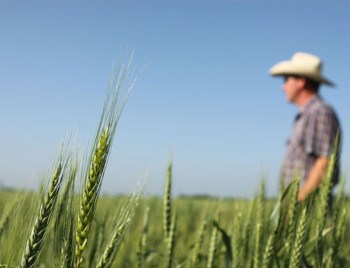 Farmer share of the food dollar shrinks