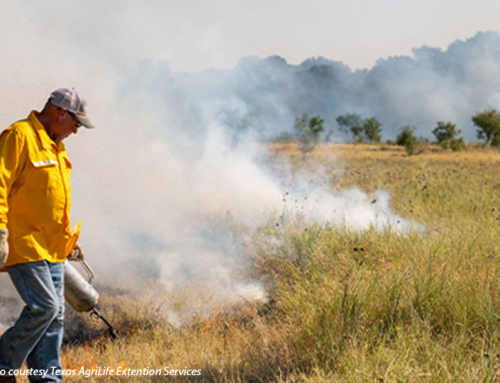 AgriLife Extension launches redesigned prescribed burn school