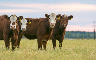AgPRO grant opens new opportunities for Texas farmers, ranchers Applications are open through May 14 for the AgPro grant, which is designed to help farmers and ranchers start, grow or expand their operations.