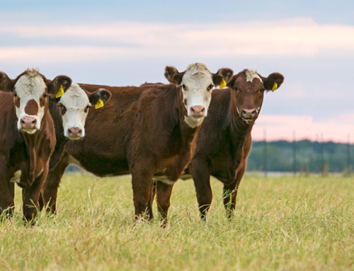 AgPRO grant opens new opportunities for Texas farmers, ranchers