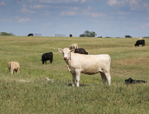 USDA launches national feeder and stocker cattle dashboard