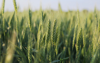 FSA working to allocate additional base acres This year, farmers across the nation will have the opportunity to add farm bill safety net coverage to cropland that has previously been uncovered thanks to a provision in the One Big Beautiful Bill Act.