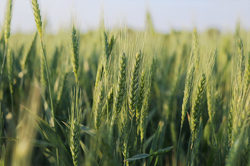 FSA working to allocate additional base acres This year, farmers across the nation will have the opportunity to add farm bill safety net coverage to cropland that has previously been uncovered thanks to a provision in the One Big Beautiful Bill Act.