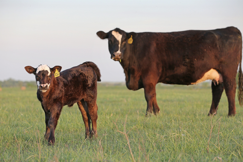 Save on Beef Cattle Short Course registration with TFB member benefit Registration is underway for the 72nd annual Texas A&M Beef Cattle Short Course in College Station, and TFB members receive a $20 discount on registration.