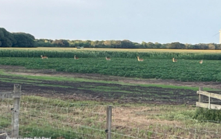 Growing deer populations impact Texas crops Deer populations continue to grow across Texas, and some are helping themselves to farmers’ corn crops.
