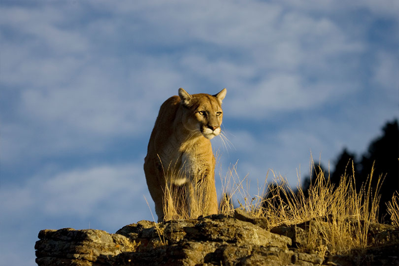 Texas Farm Bureau opposes proposed mountain lion reporting rule Texas Farm Bureau submitted written comments in opposition to a Texas Parks and Wildlife Department rule that would require mandatory harvest reporting for mountain lions in Texas.