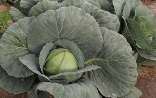 Specialty crop growers can now apply for financial assistance under a $1.625 billion program announced by USDA.