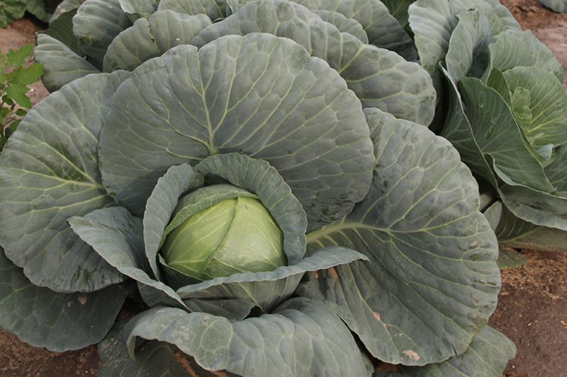 Specialty crop growers can now apply for financial assistance under a $1.625 billion program announced by USDA.