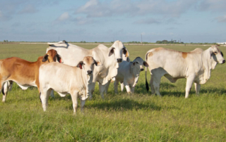 USDA expands livestock insurance options USDA announced updates to improve insurance coverage through the Livestock Risk Protection, Livestock Gross Margin and Dairy Revenue Protection insurance programs.