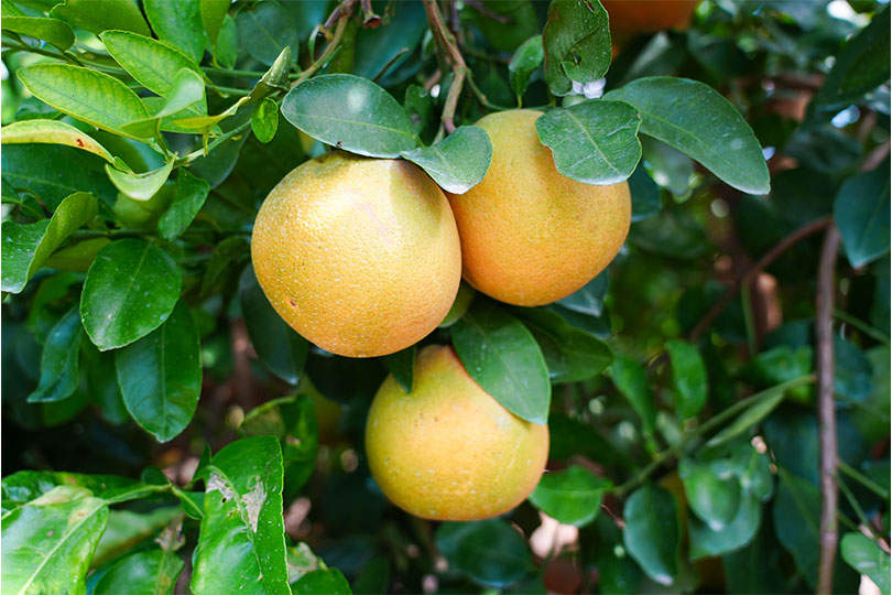 New rootstock technology fights against citrus greening disease A new gene-edited citrus rootstock could help citrus growers fight against citrus greening disease.