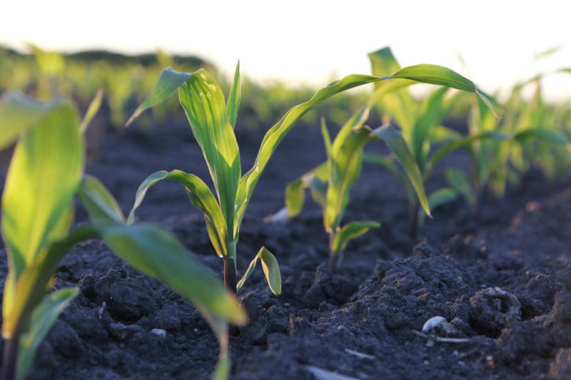 Wars damage fertilizer plants, take toll on production Global tensions and conflict continue to impact fertilizer supplies and the supply chain, resulting in higher prices and availability issues in the United States and other countries.