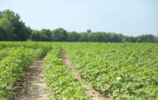 USDA to notify landowners of expanded base acre eligibility Landowners should expect mail from USDA in the coming weeks regarding expanded base acre eligibility under the farm safety net programs.