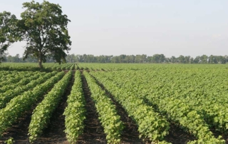 Texas farmers, ranchers invited to apply for conversation incentive program Texas farmers, ranchers and landowners can apply up to $100,000 in funding through the Texas Conservation & Sustainability Initiative to implement soil health practices on working lands.