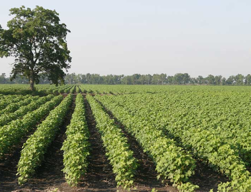 Texas farmers, ranchers invited to apply for conservation incentive program
