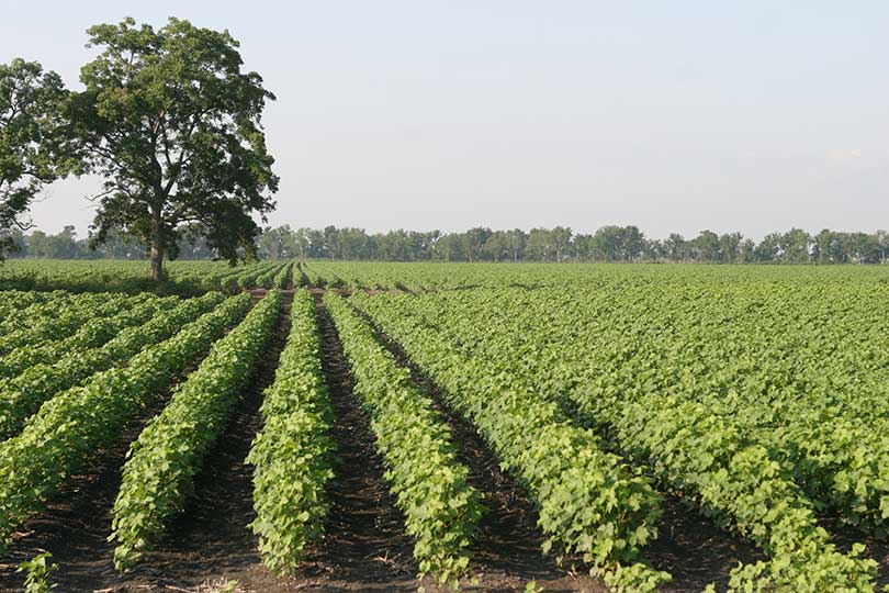 Texas farmers, ranchers invited to apply for conversation incentive program Texas farmers, ranchers and landowners can apply up to $100,000 in funding through the Texas Conservation & Sustainability Initiative to implement soil health practices on working lands.