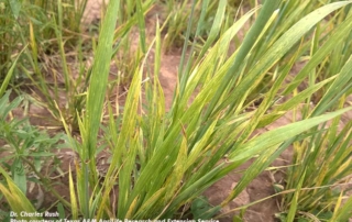Texas wheat fields face widespread disease pressure Widespread disease pressure is taking a toll on Texas wheat fields this year as farmers across the state report significant issues.